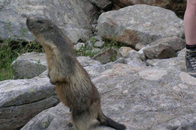 36-marmotte